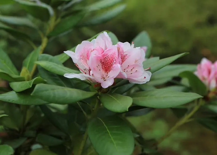 Vignolo ستريزا